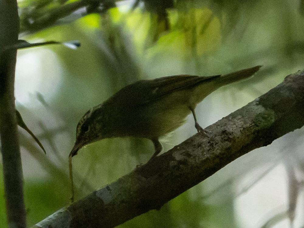 Large-billed Leaf Warbler