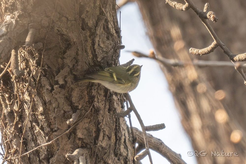 Pallas's Leaf Warbler