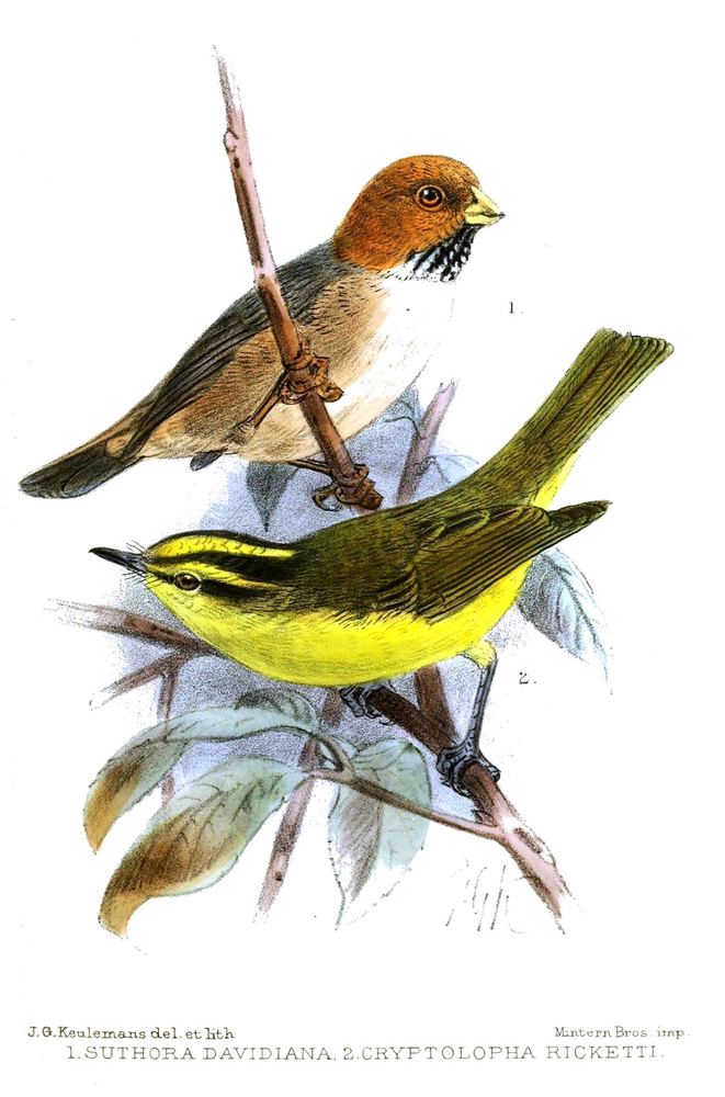Sulphur-breasted Warbler