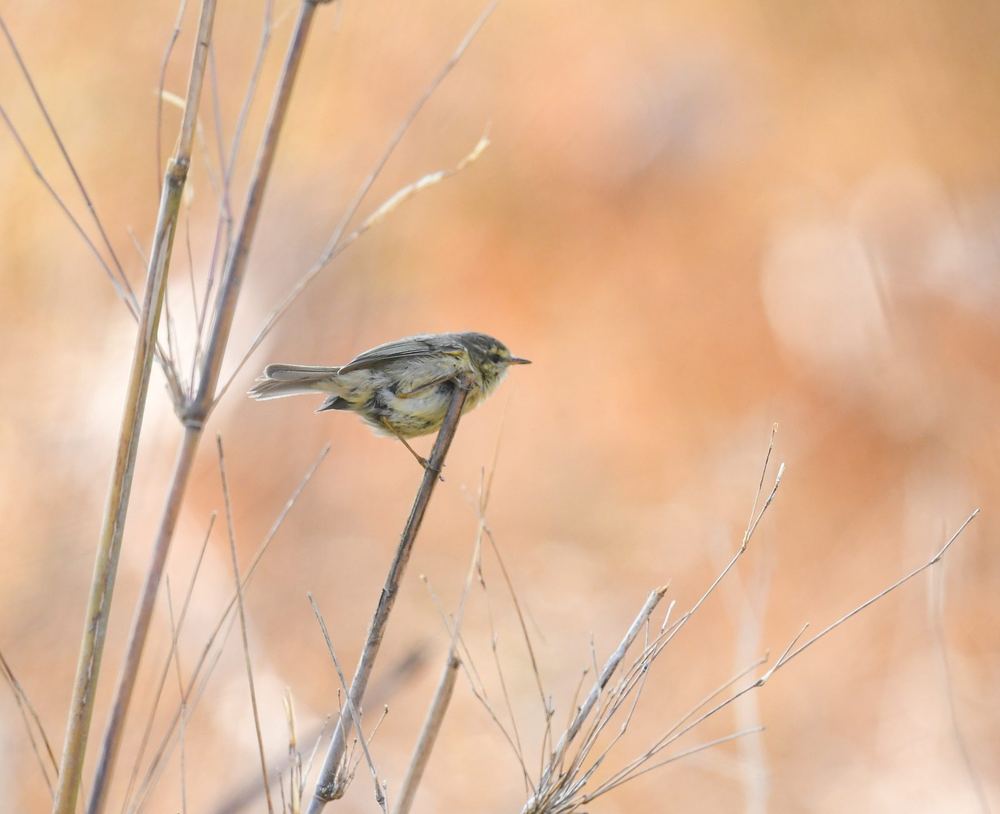 Buff-throated Warbler