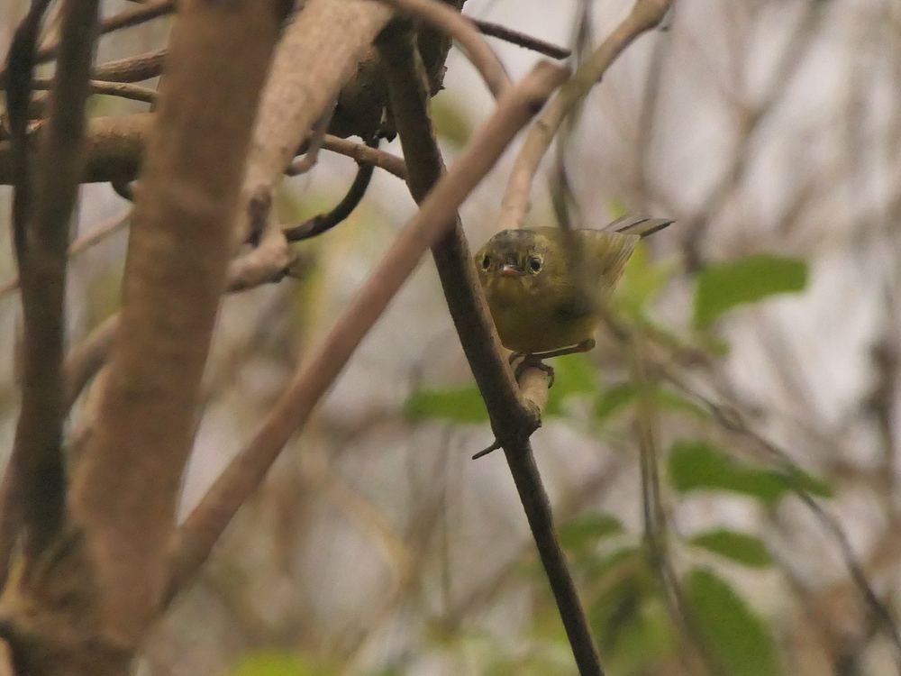 Whistler's Warbler