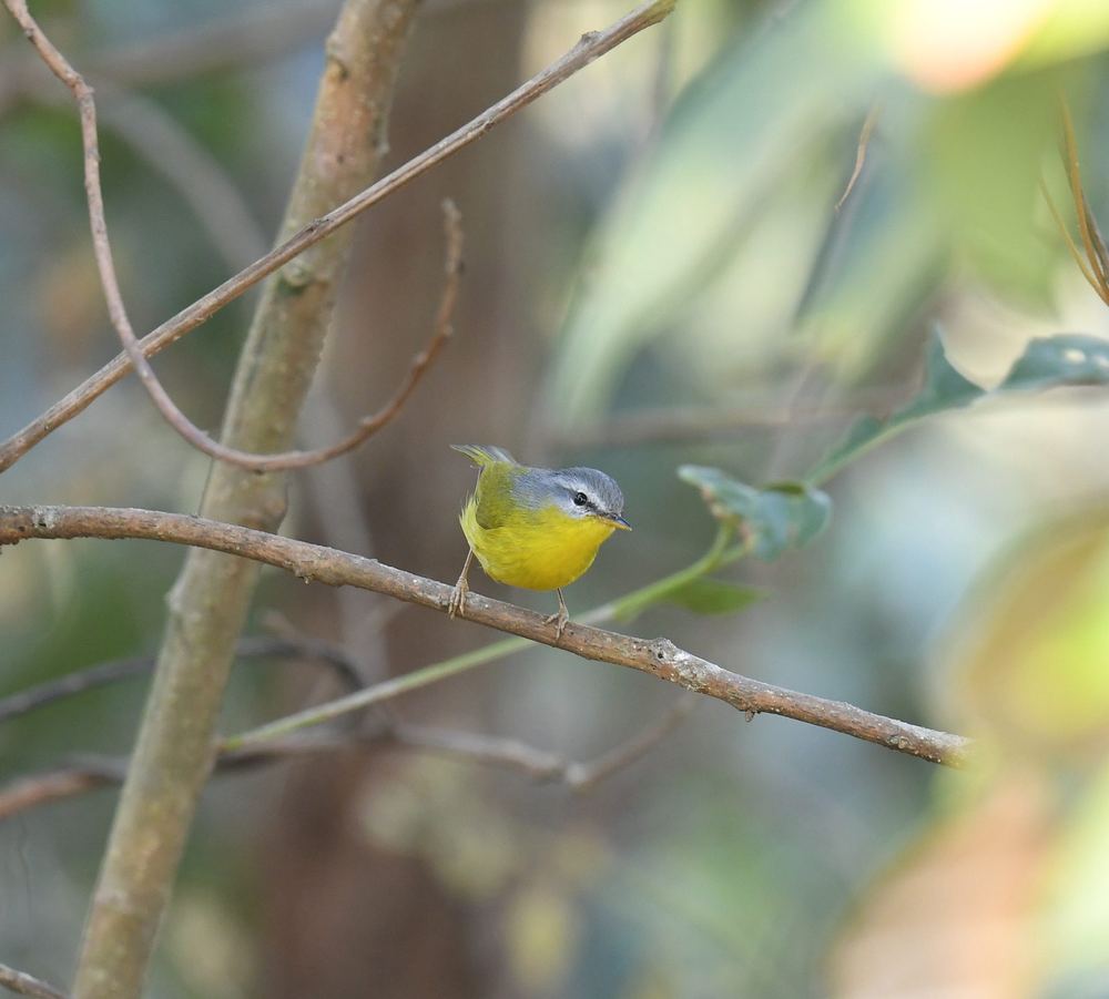 Grey-hooded Warbler