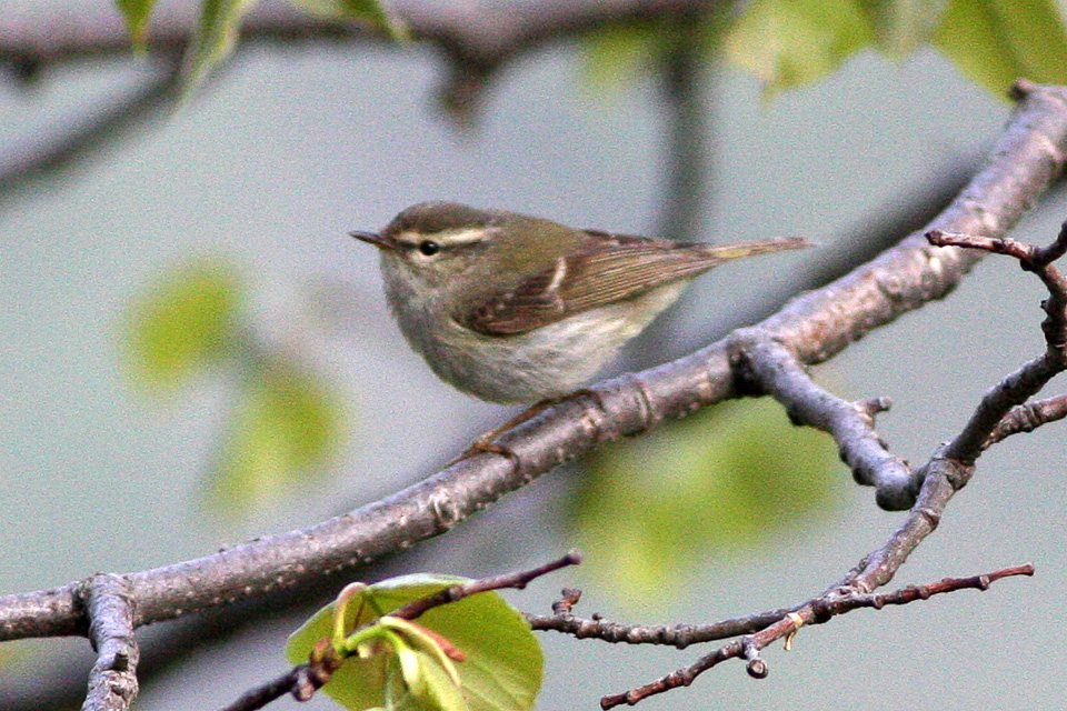 Phylloscopus yunnanensis