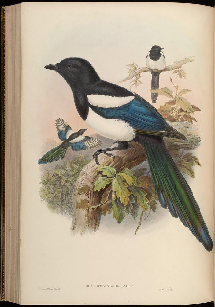 Pica bottanensis