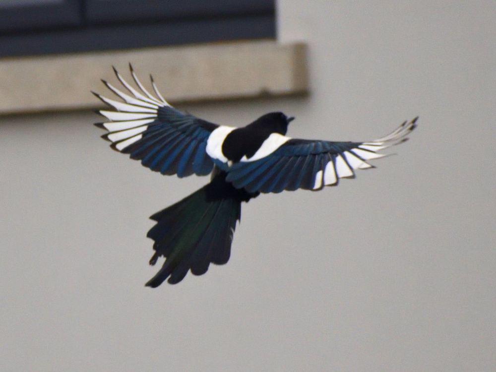 Eurasian Magpie