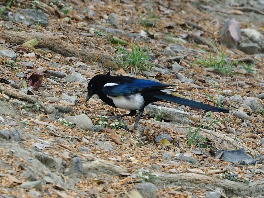 Oriental Magpie