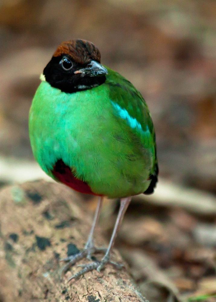 Hooded Pitta