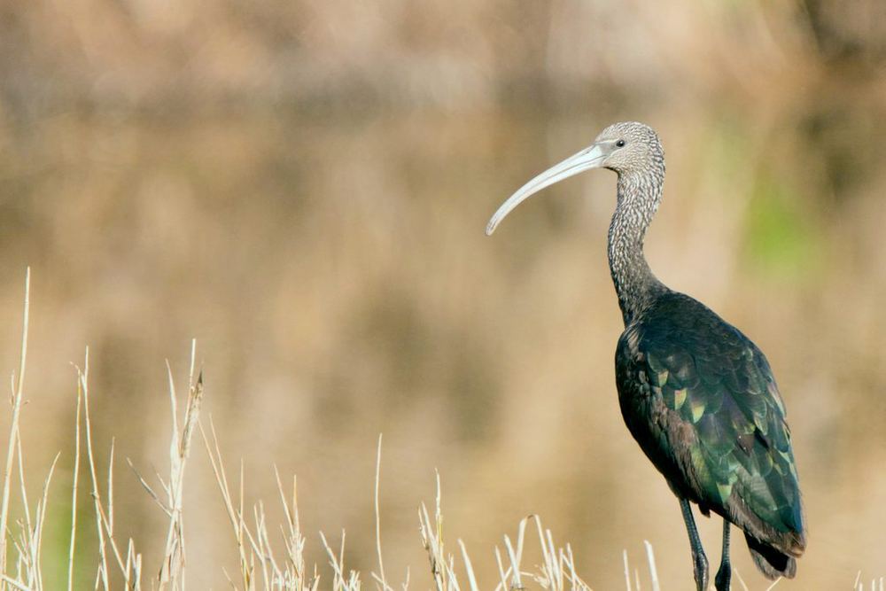 Glossy Ibis