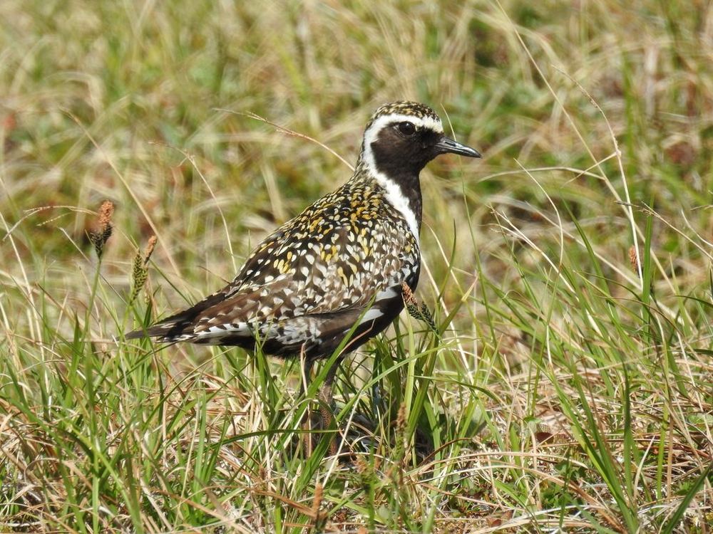 Pacific Golden-Plover