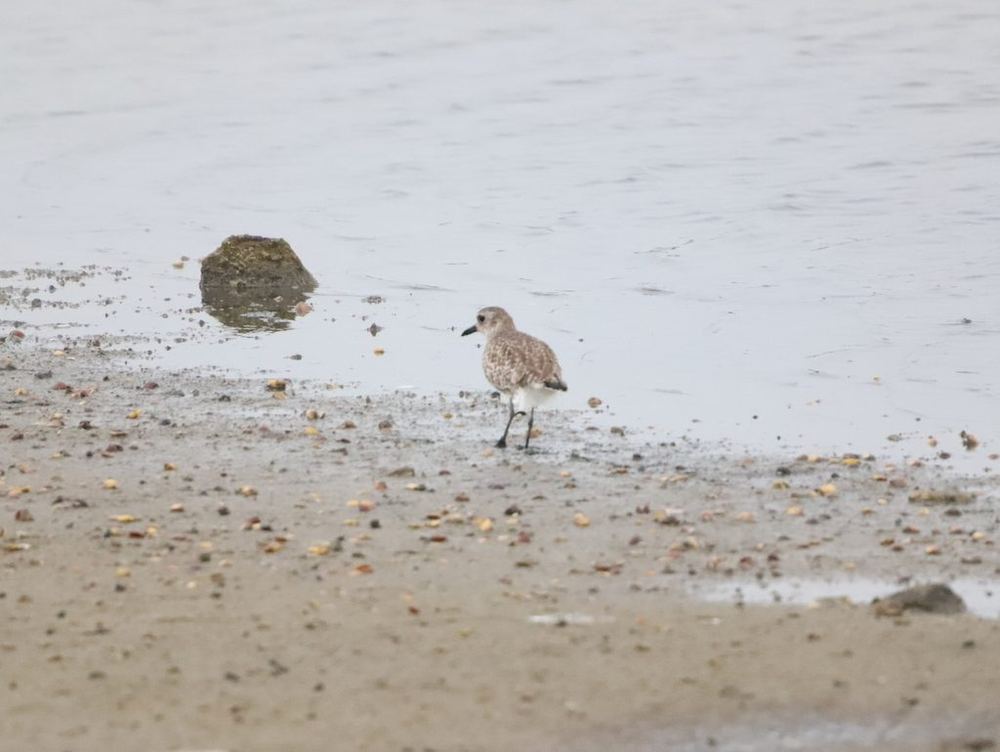 Black-bellied Plover