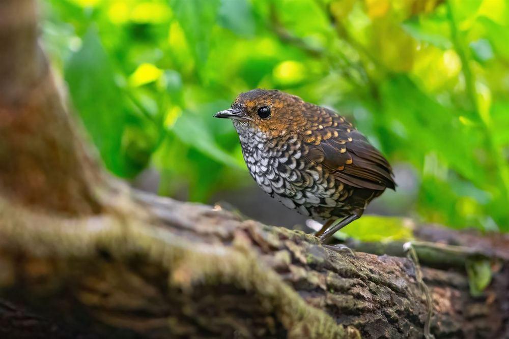 Pygmy Wren-Babbler