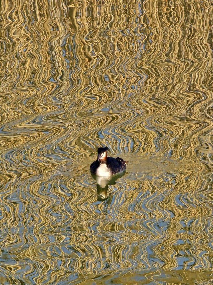 Great Crested Grebe