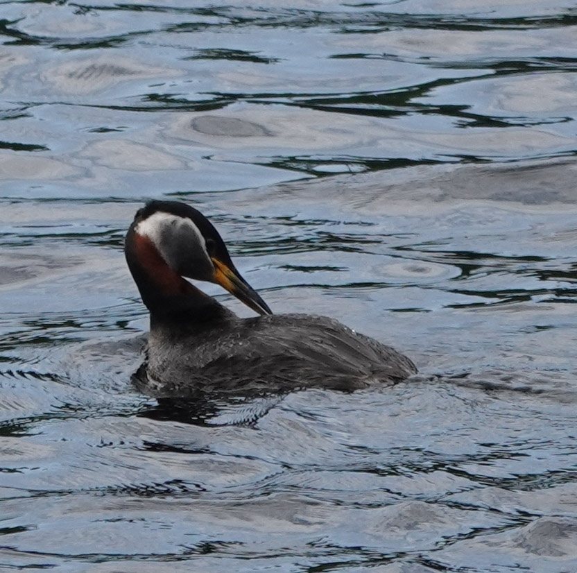 Red-necked Grebe