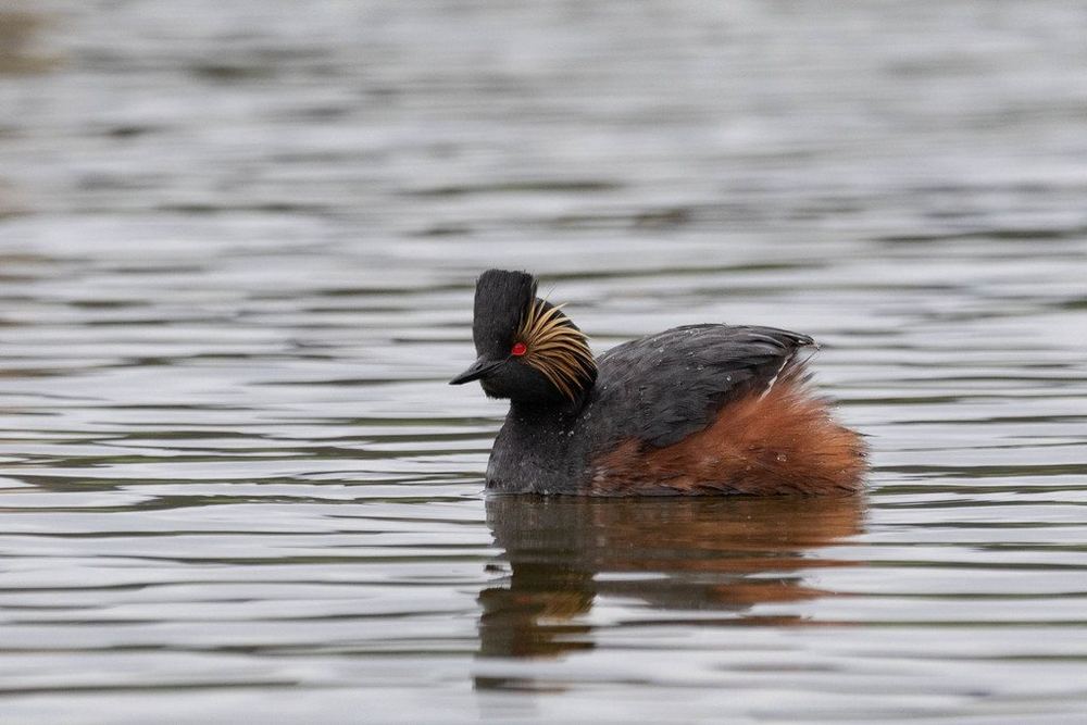 Black-necked Grebe