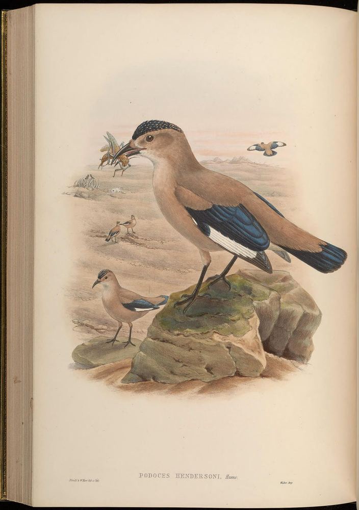 Podoces hendersoni