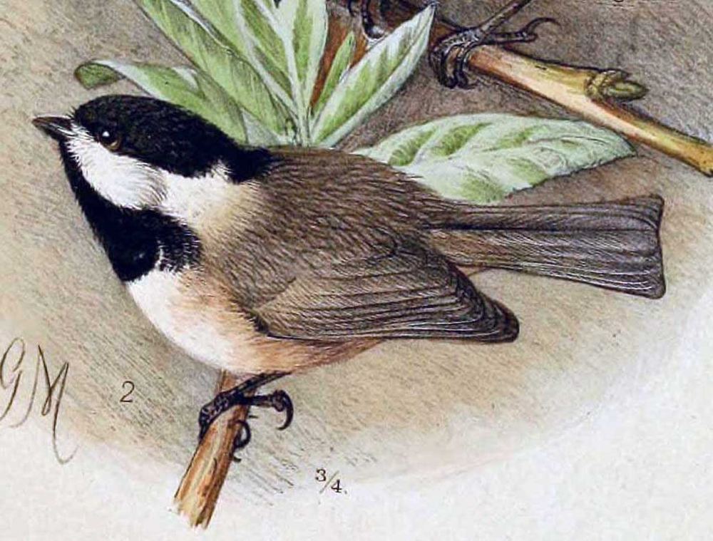 Poecile hypermelaenus