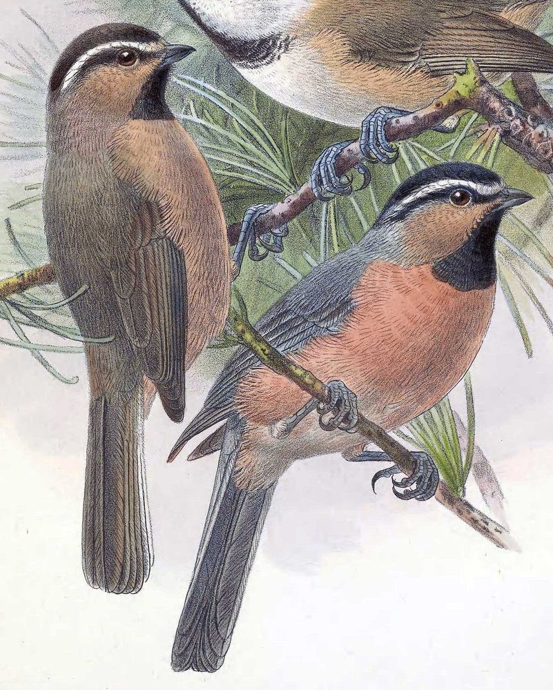 Poecile superciliosus