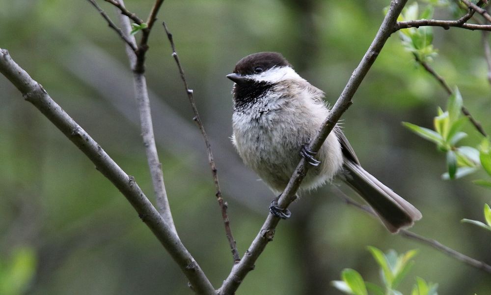 Poecile weigoldicus