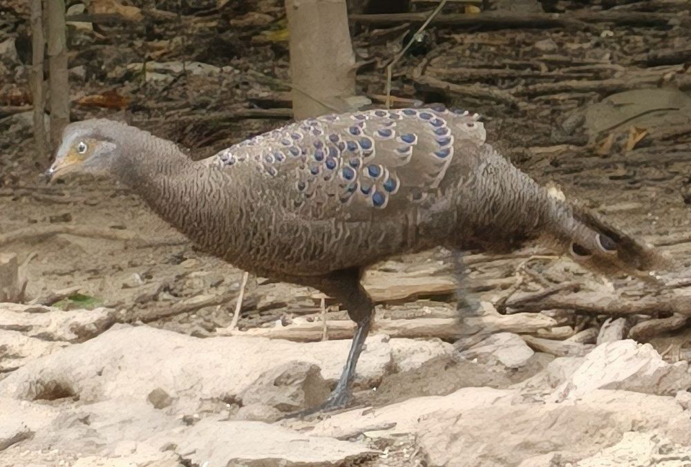 Grey Peacock-Pheasant
