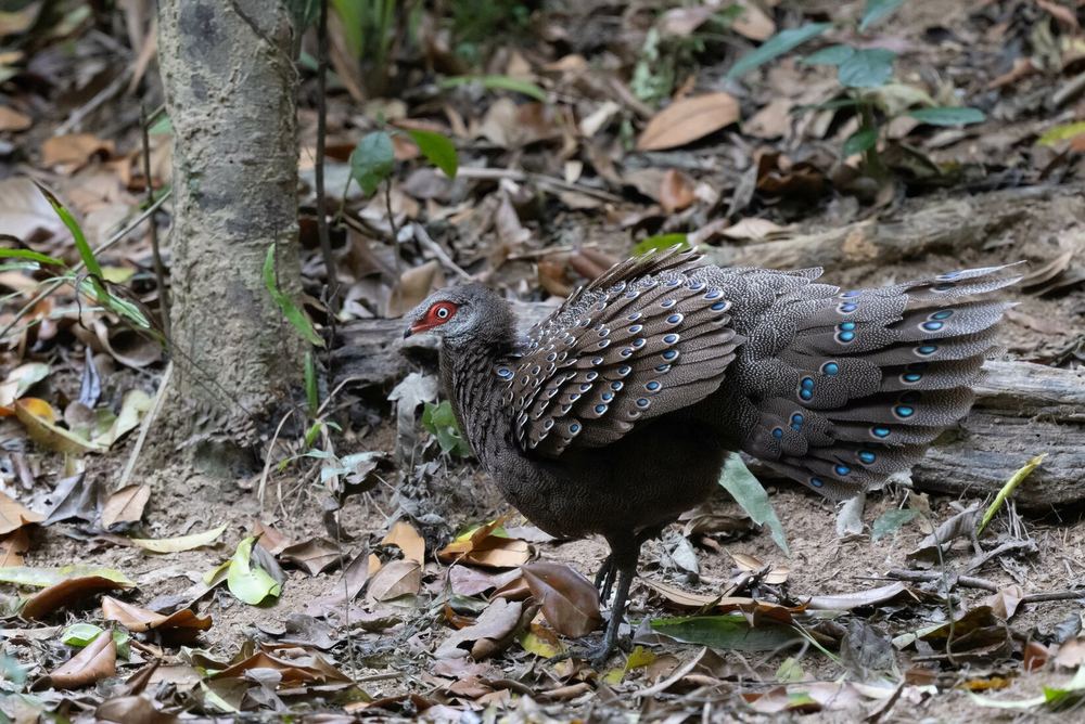 Polyplectron katsumatae