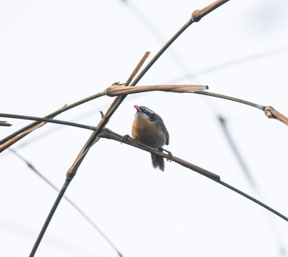 Black-crowned Scimitar Babbler