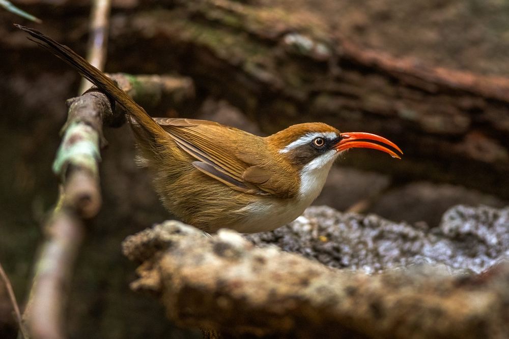 Red-billed Scimitar Babbler