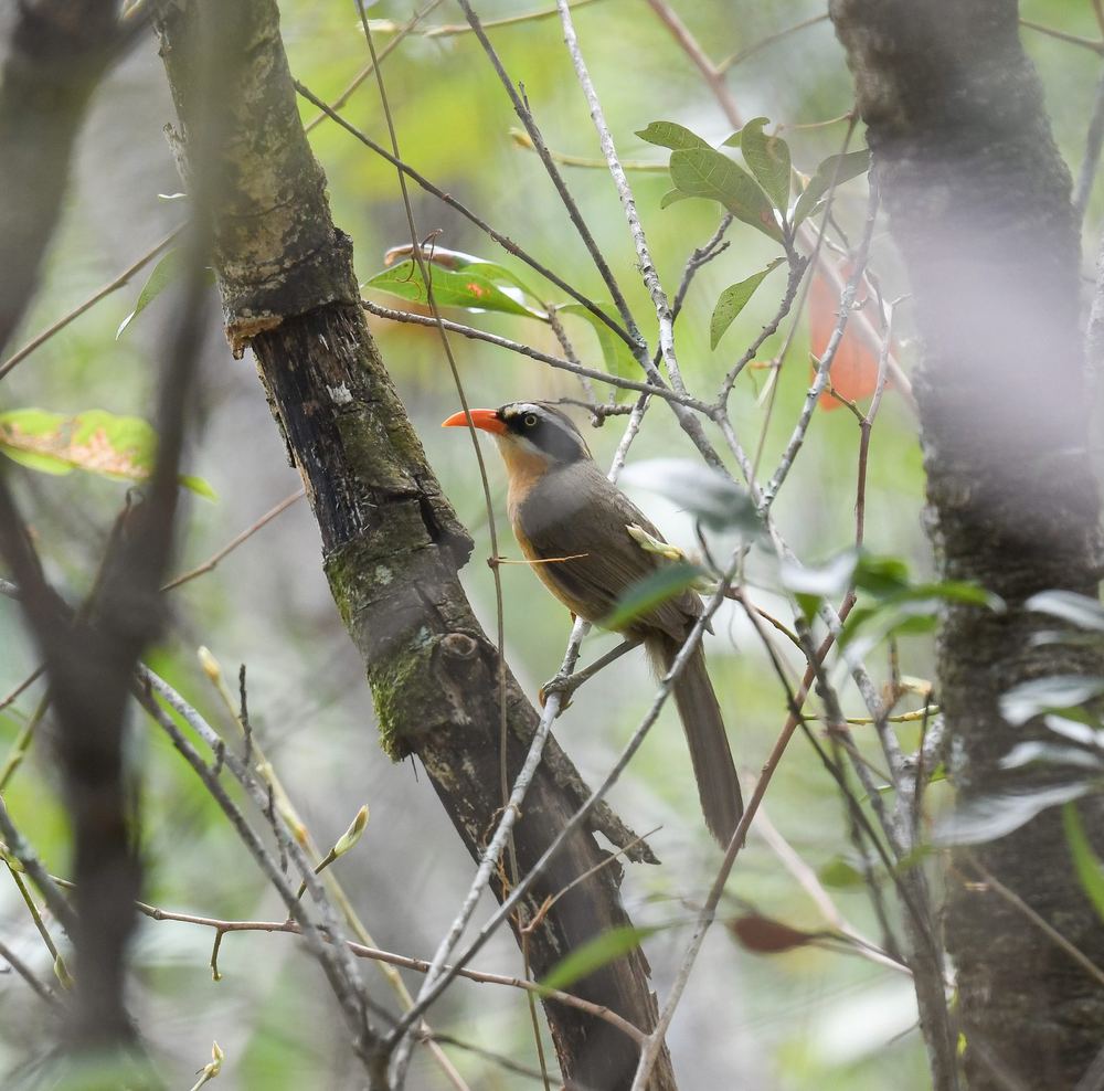 Brown-crowned Scimitar Babbler