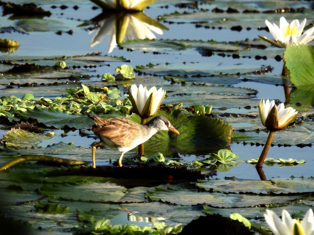 White-browed Crake