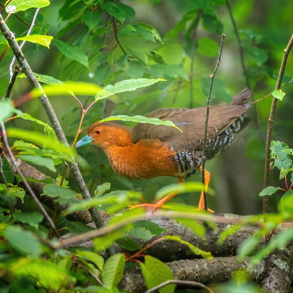 Band-bellied Crake