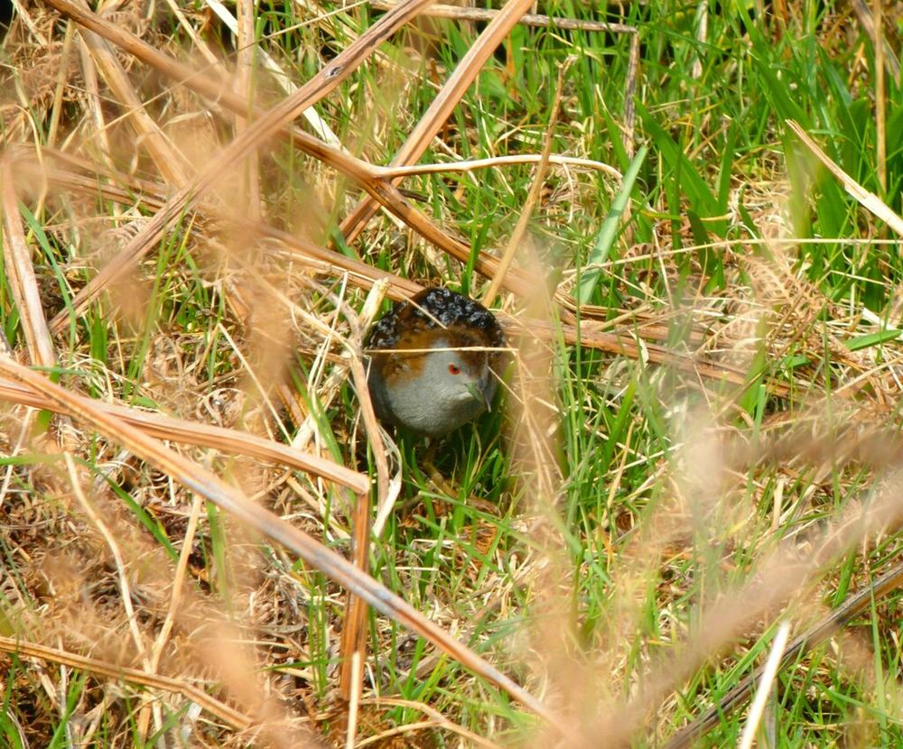 Baillon's Crake