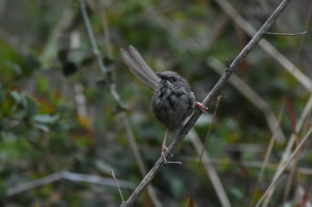 Black-throated Prinia