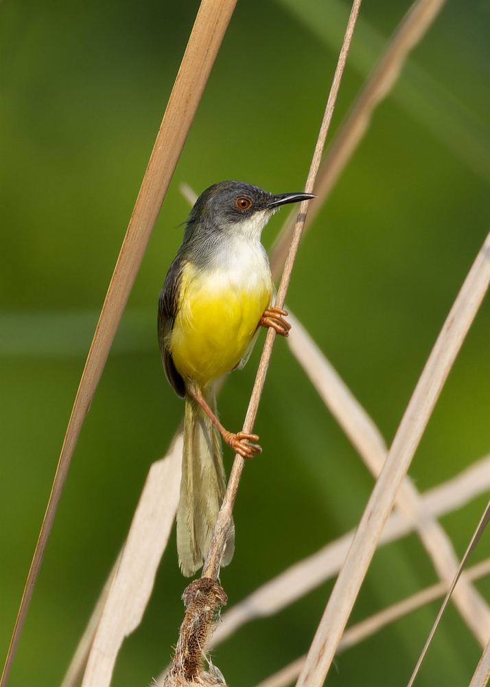 Yellow-Bellied Prinia