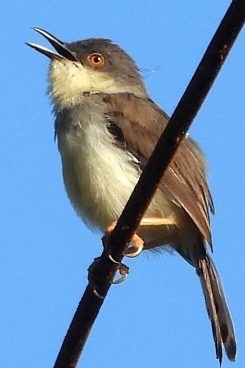 Gray-breasted Prinia