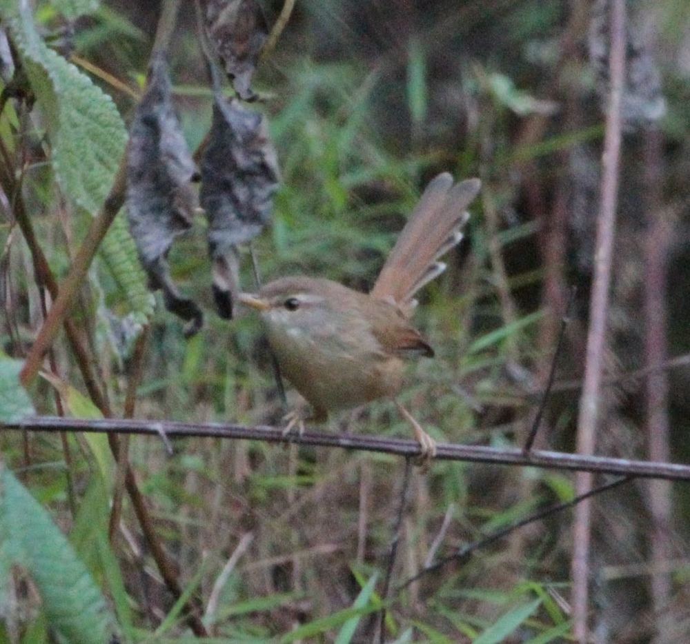 Rufescent Prinia
