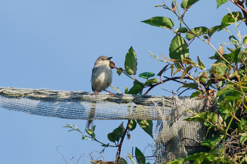 Prinia striata