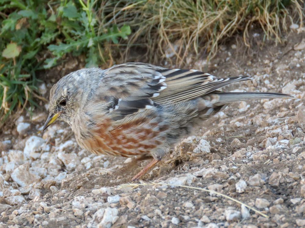 Alpine Accentor