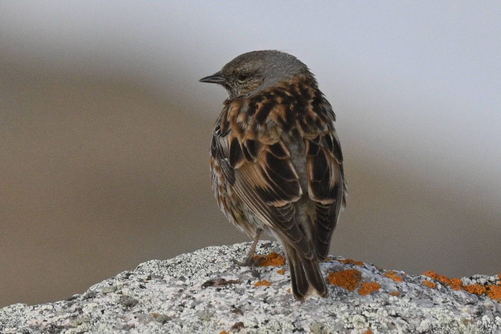 Altai Accentor