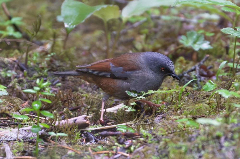 Maroon-backed Accentor