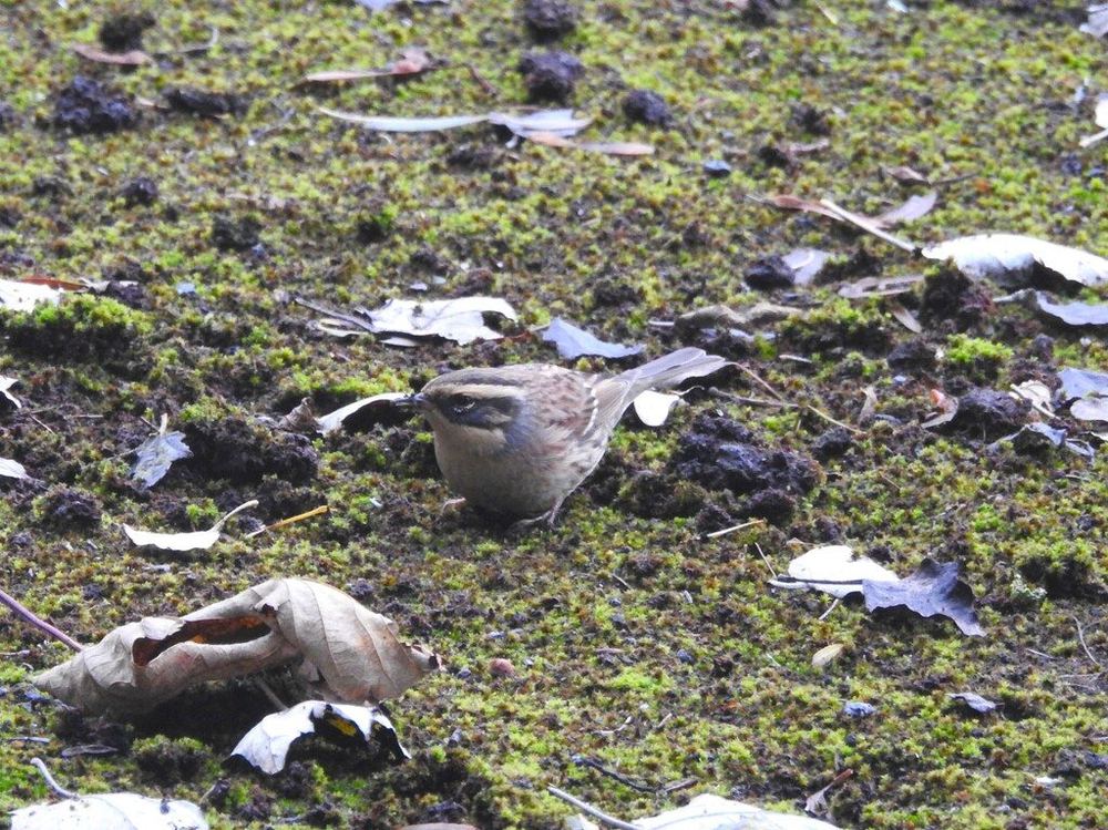 Siberian Accentor