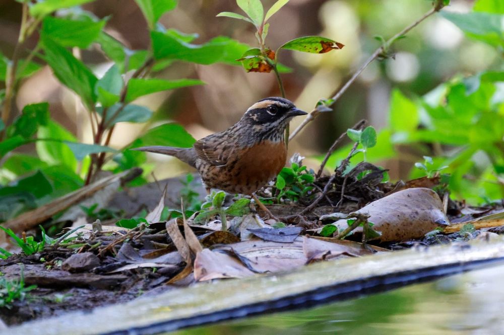 Rufous-breasted Accentor