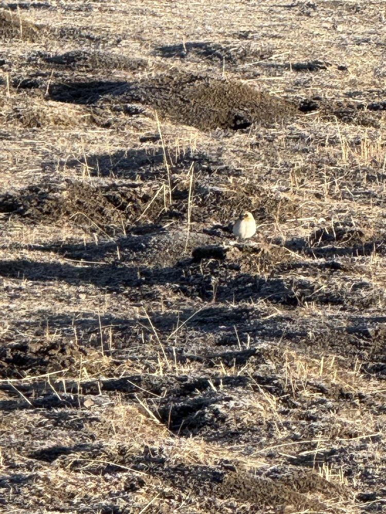 Ground Tit