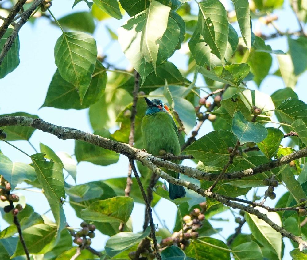 Blue-eared Barbet