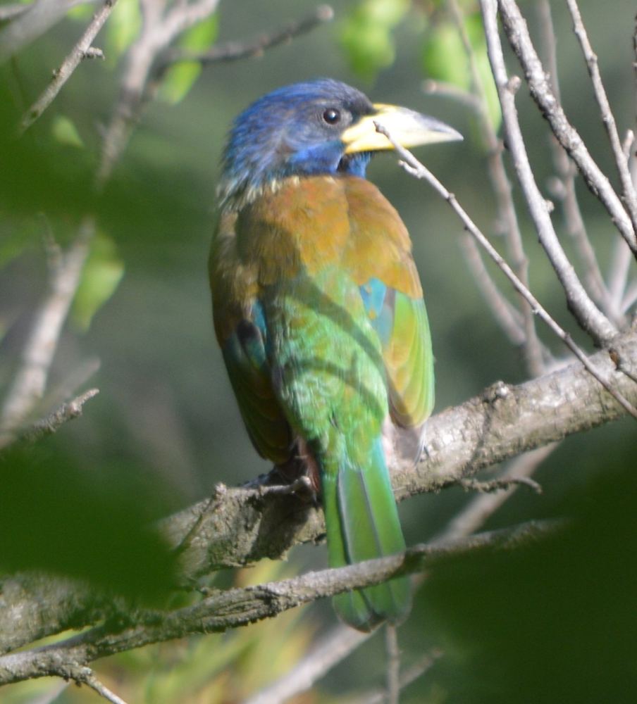 Great Barbet