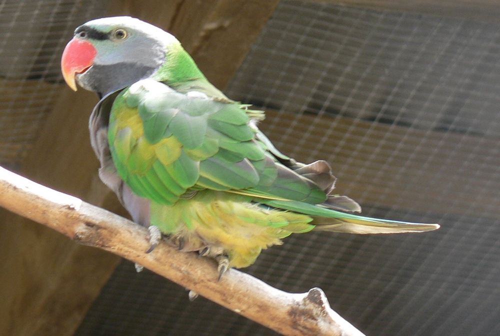 Psittacula derbiana