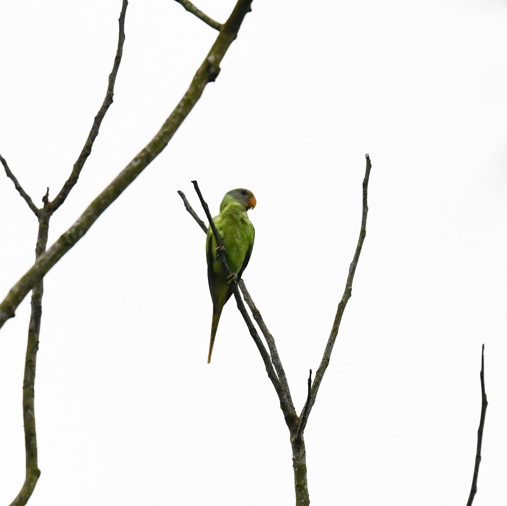 Grey-headed Parakeet