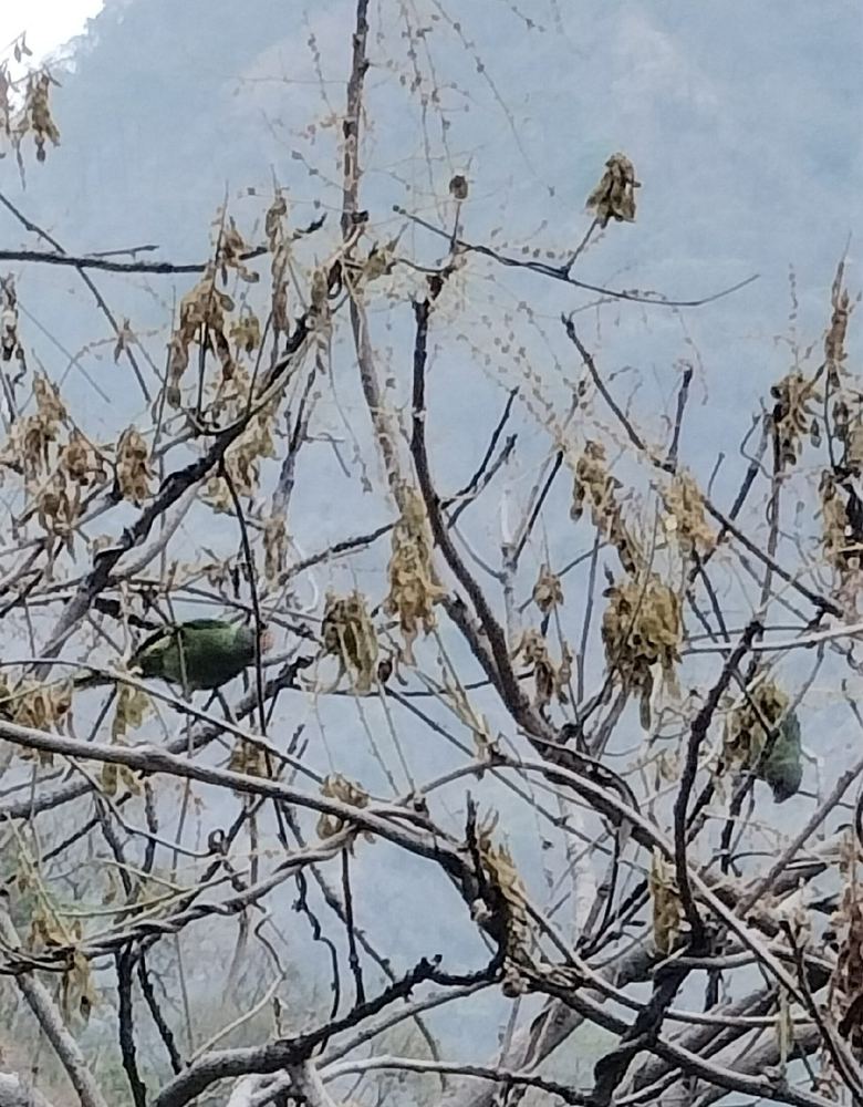 Slaty-headed Parakeet