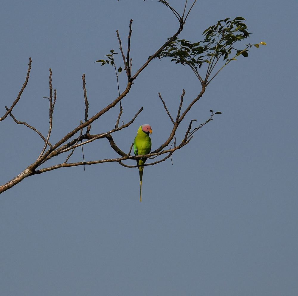 Blossom-headed Parakeet
