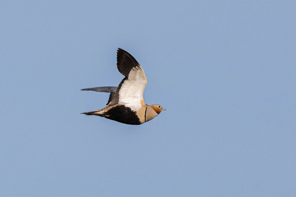 Black-bellied Sandgrouse