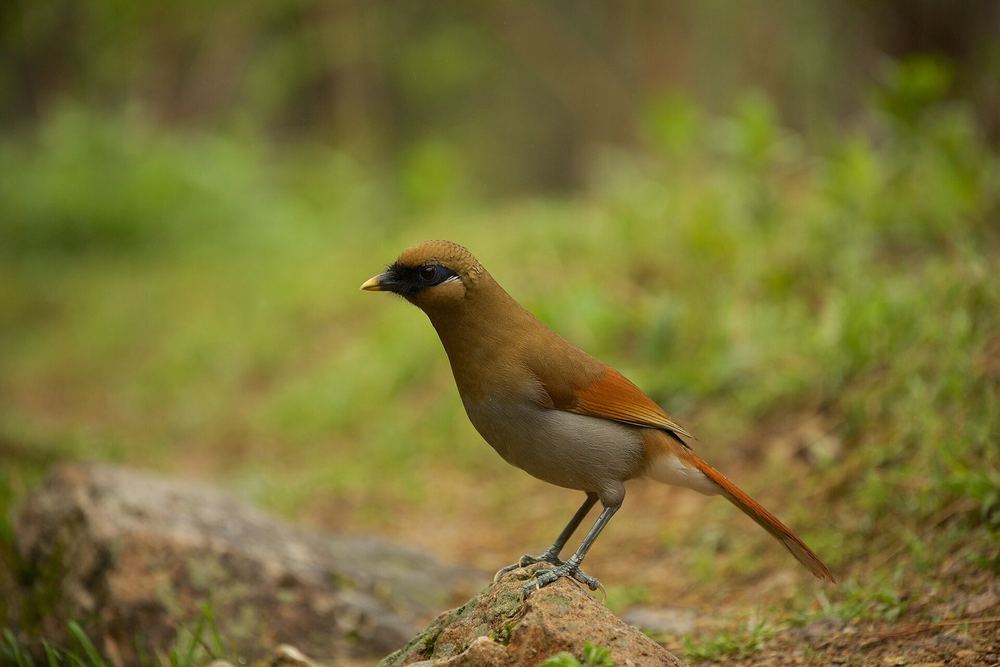 Pterorhinus berthemyi