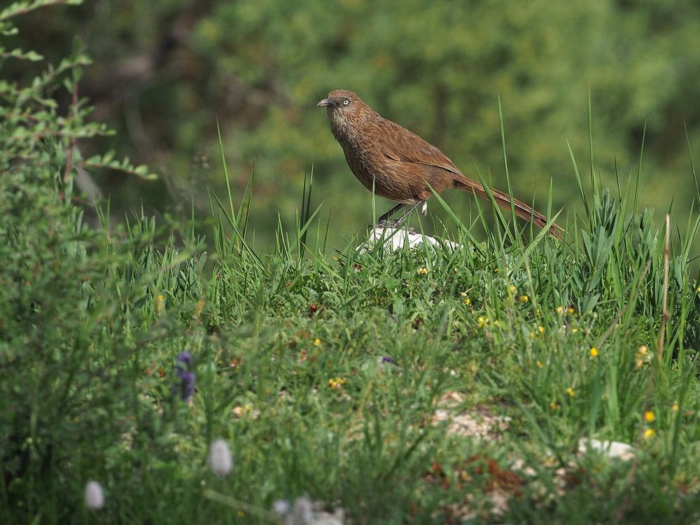 Pterorhinus koslowi